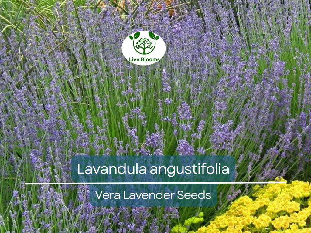 100 Seeds Vera Lavender (Lavandula angustifolia) – Non-GMO, Heirloom, Aromatic Herb, Perfect for Garden & DIY Projects, Organic Planting
