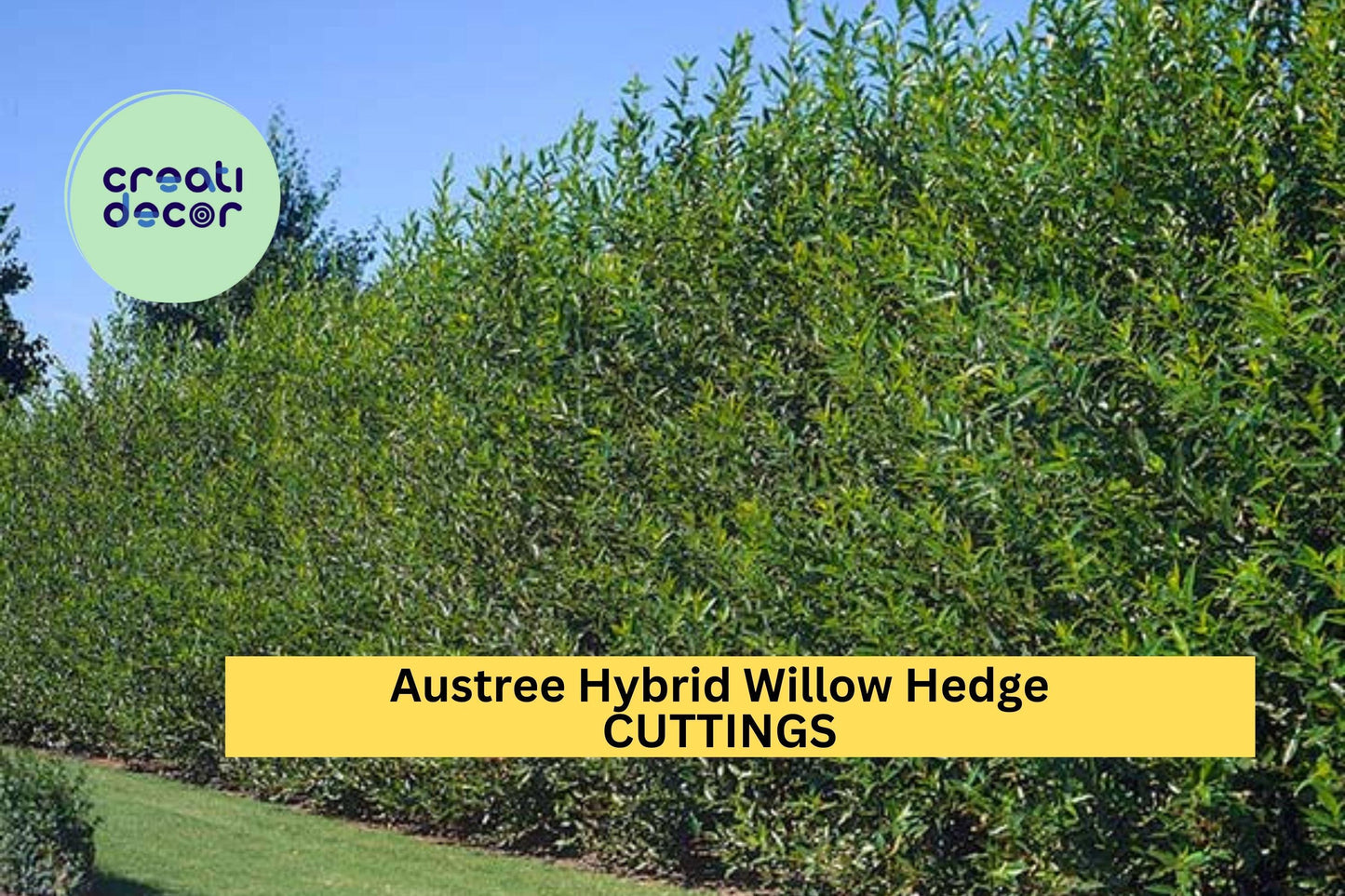 25 Austree Hybrid Willow Cuttings – Fast-Growing Privacy Hedge Trees for Windbreaks, Noise Barriers & Living Fences – USA
