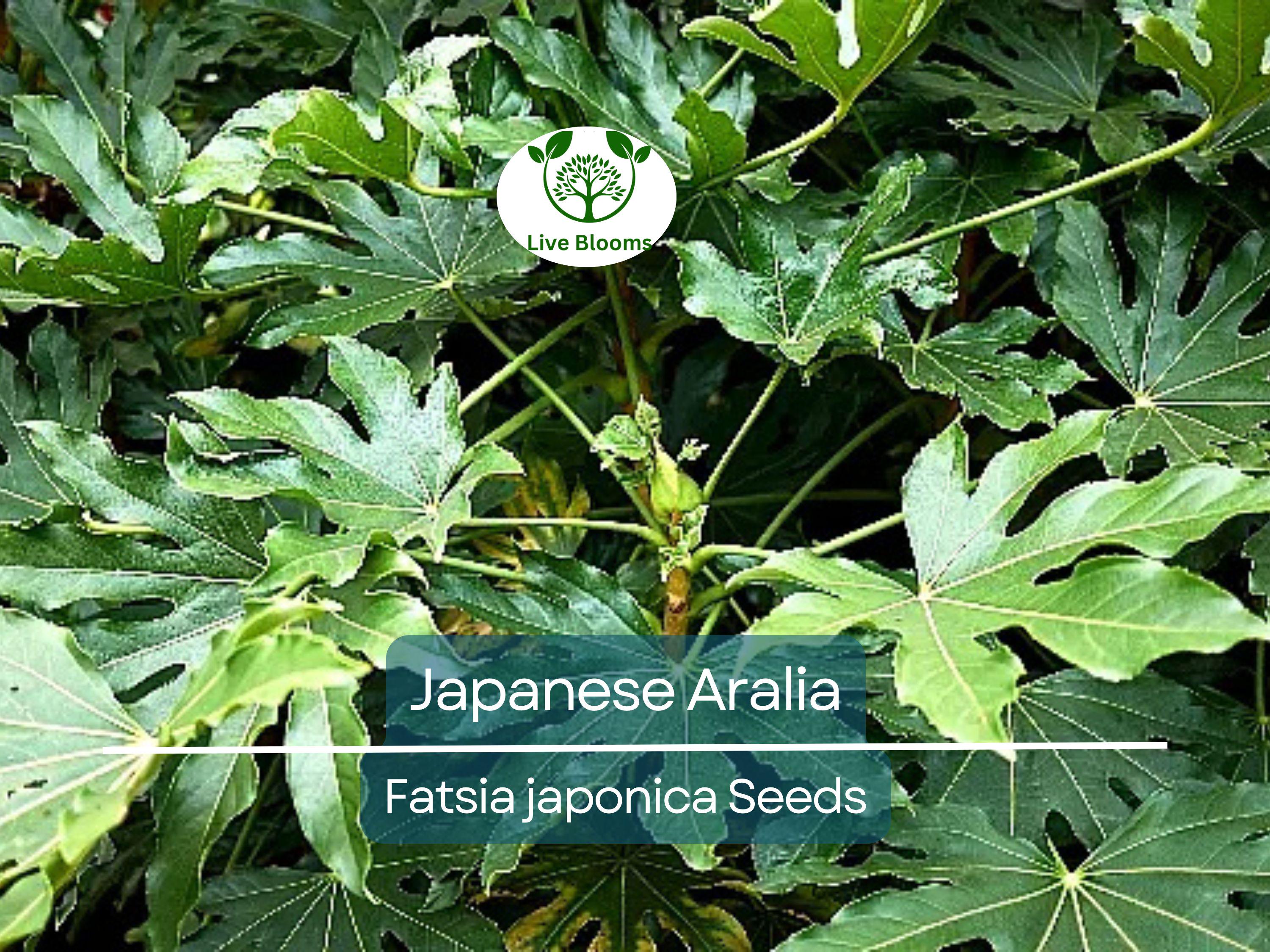 20 Japanese Aralia Seeds | Fatsia japonica, Indoor Potted or Border Plant, Evergreen Shrub, Non-GMO, Low-Light Houseplant for Home & Garden