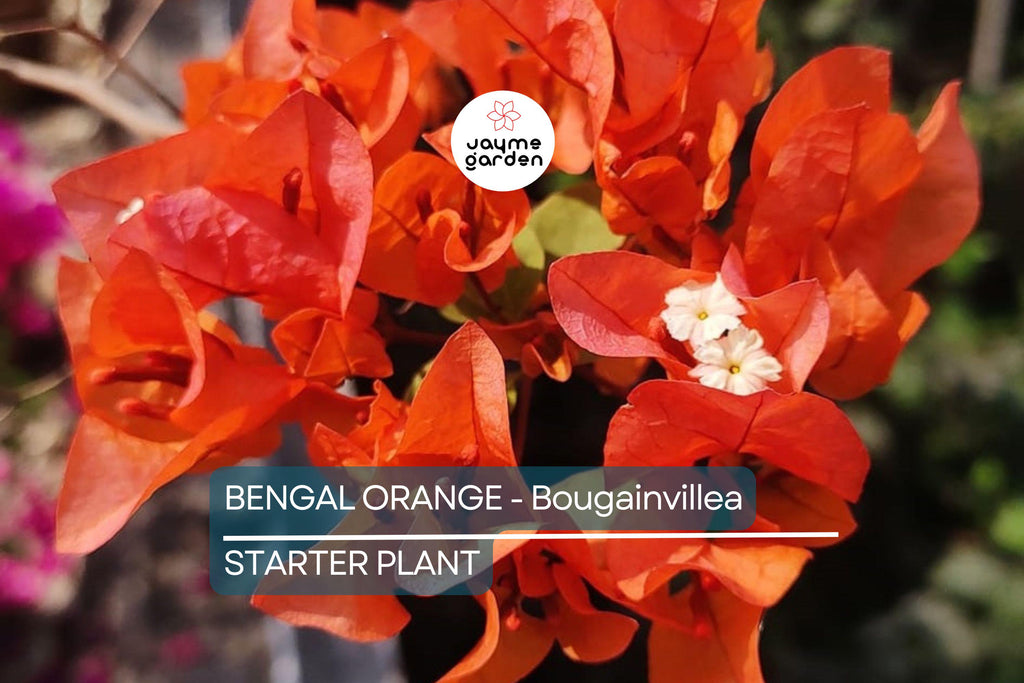Bengal Orange Bougainvillea | Rare Starter Plant | Well-Rooted Plug | Subtropical Beauty for Indoor & Outdoor Spaces