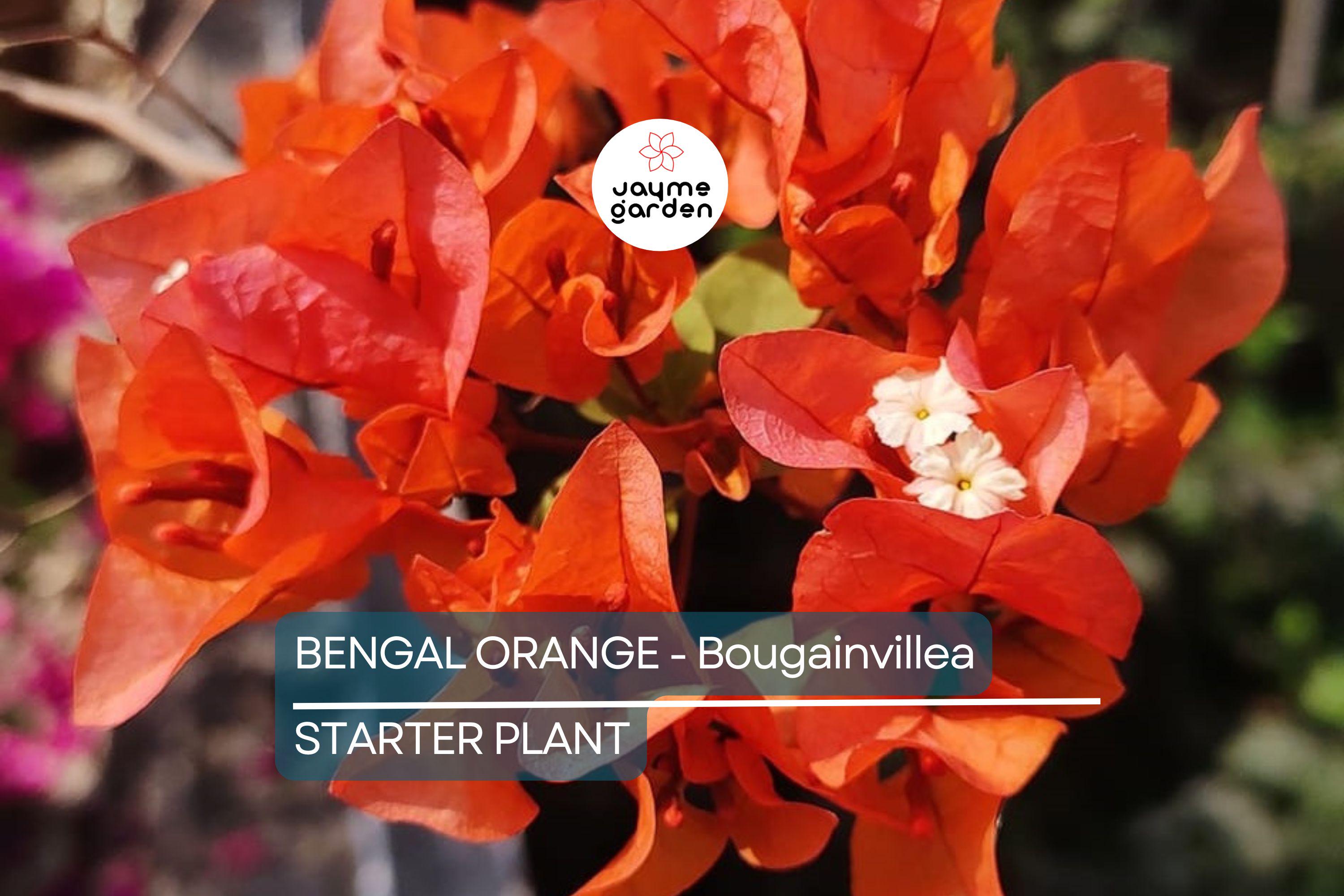 Bengal Orange Bougainvillea | Rare Starter Plant | Well-Rooted Plug | Subtropical Beauty for Indoor & Outdoor Spaces