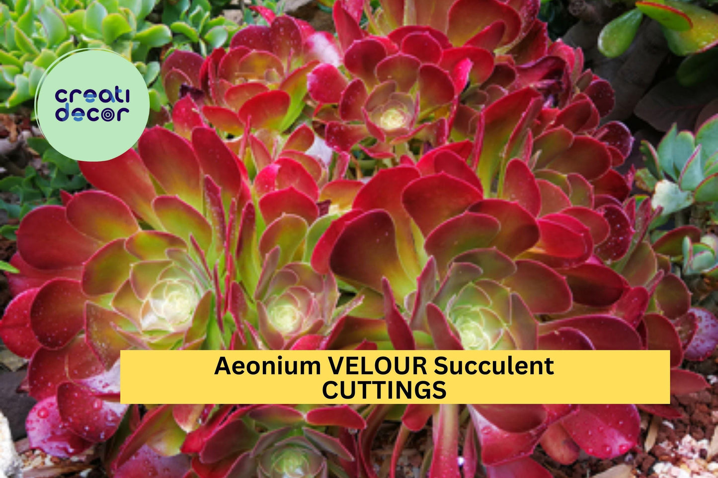 1 Aeonium 'Velour' Cutting – Large Unrooted Rosette with Deep Red & Green Leaves – Easy to Root – Stunning Succulent – USA