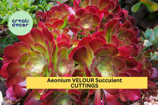 1 Aeonium 'Velour' Cutting – Large Unrooted Rosette with Deep Red & Green Leaves – Easy to Root – Stunning Succulent – USA