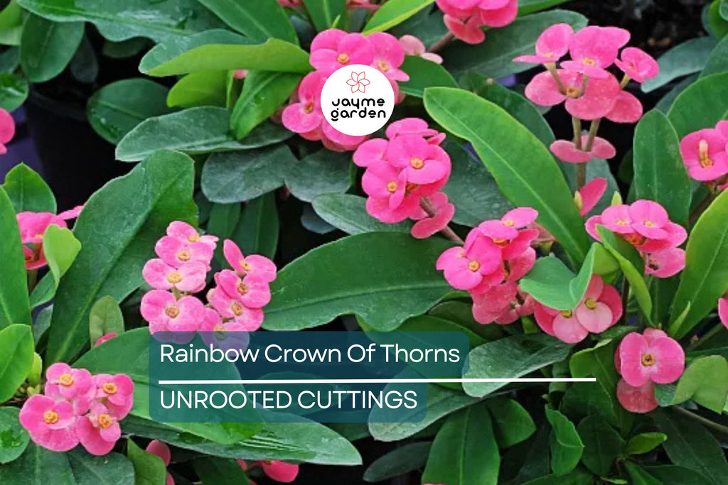 Rainbow Crown of Thorns Cutting (1) – Unrooted Euphorbia Plant, Colorful Blooms, Easy to Grow Succulent
