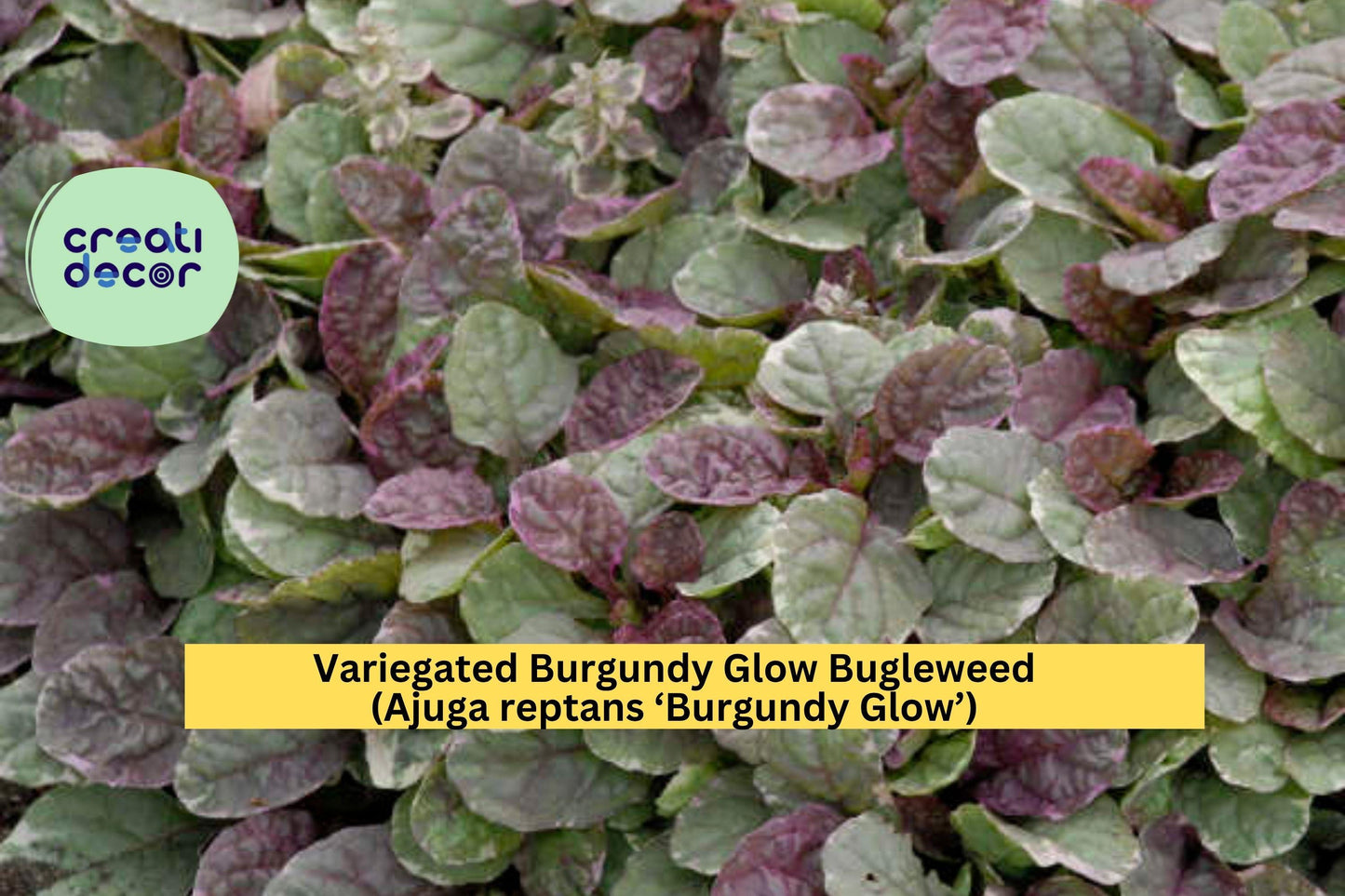 Burgundy Glow Bugleweed Live Plant – Ajuga reptans ‘Burgundy Glow’ – Variegated Groundcover with Pink, Cream, and Green Foliage