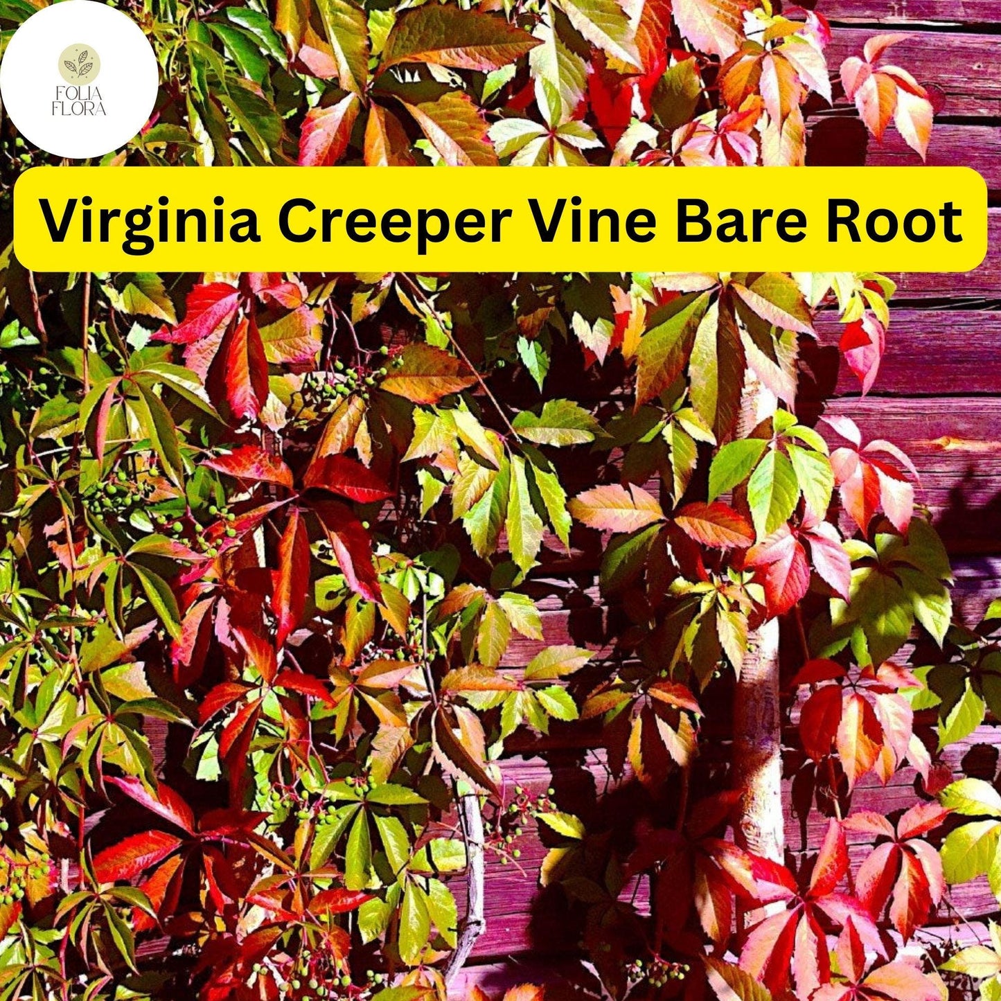 5 Virginia Creeper Vines, Parthenocissus quinquefolia, Bare Root Perennial Plants, Fast-Growing Climber