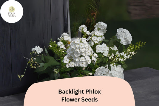 100+ Backlight Phlox Seeds for Garden Planting | Phlox paniculata | Perennial Flower Seeds | White Blooms with Lavender Glow