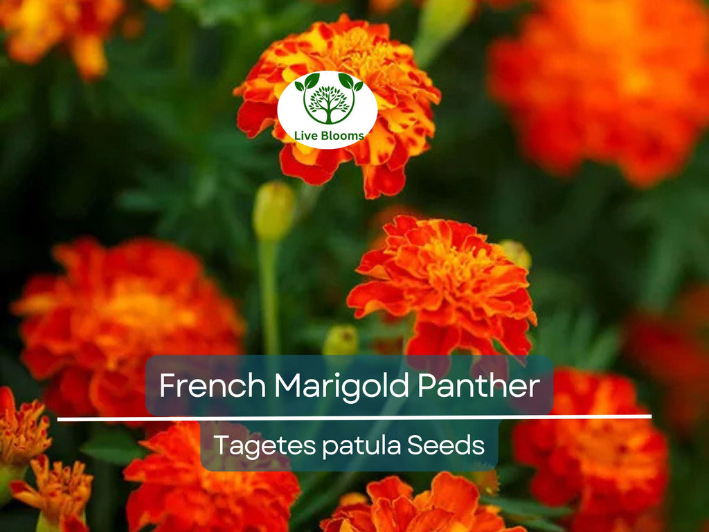 200 Seeds French Marigold Panther - Beneficial Edible, Dwarf Variety, Non-GMO, Attracts Butterflies, Garden & Culinary Use