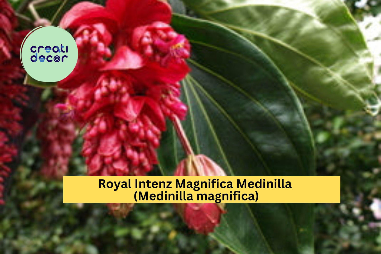 Royal Intenz Magnifica Medinilla | Medinilla magnifica | Live Well Rooted Starter Tropical Plant