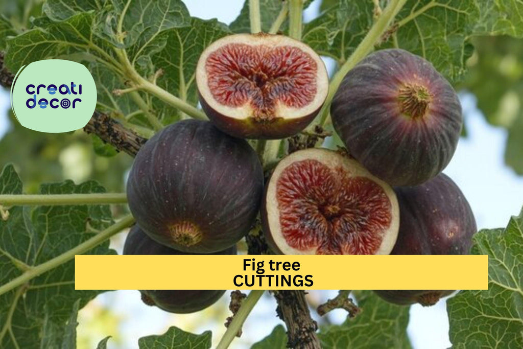 5 Ronde de Bordeaux Fig Cuttings – Early-Ripening Black Variety | Ficus carica for Pots, Orchards, or Backyard Fruit Tree Gardens