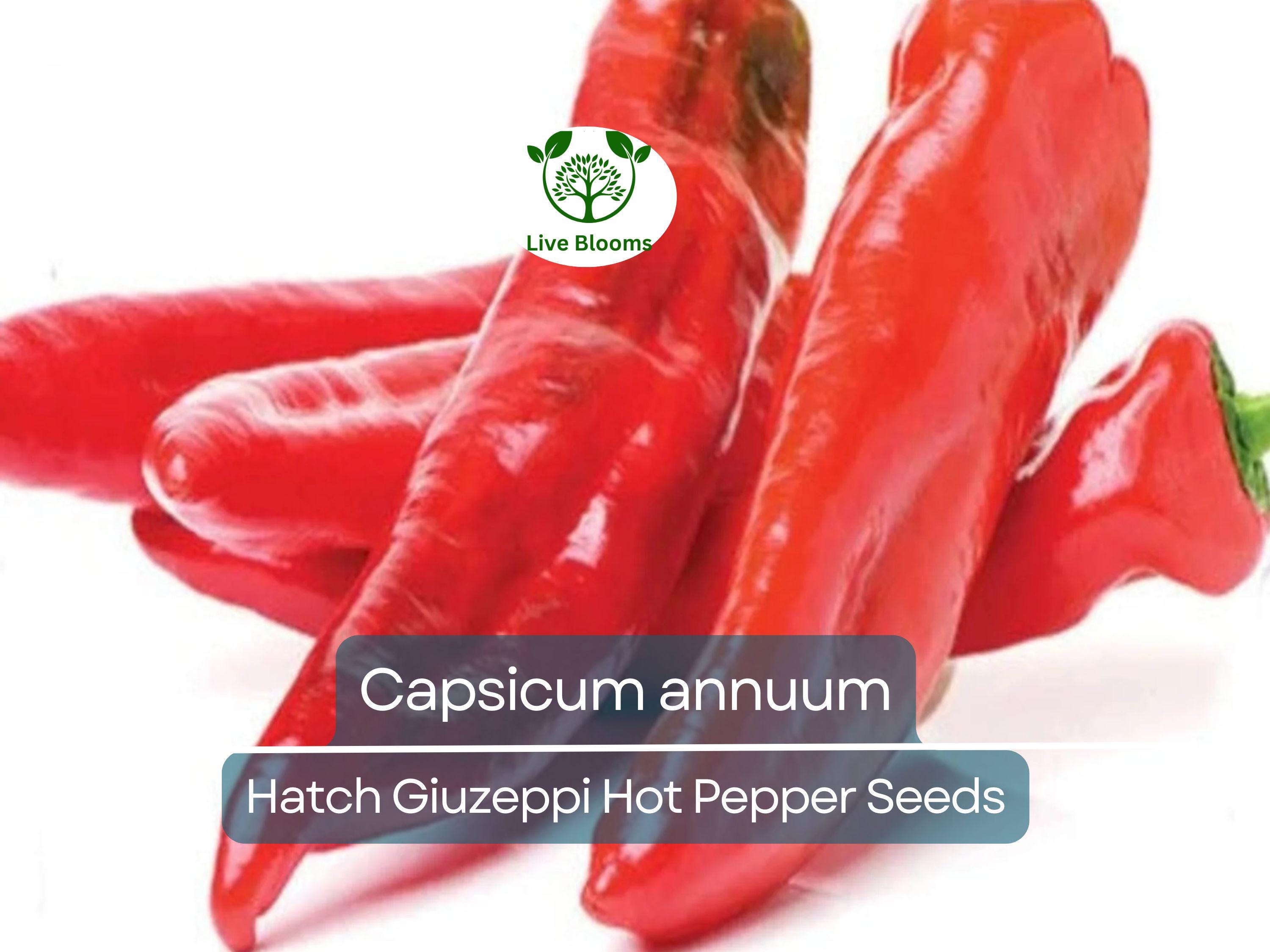 250 mg Seeds Hatch Giuzeppi Hot Pepper – Capsicum annuum | Heirloom Pepper for Planting, Gardening & Flavorful Spicy Harvest