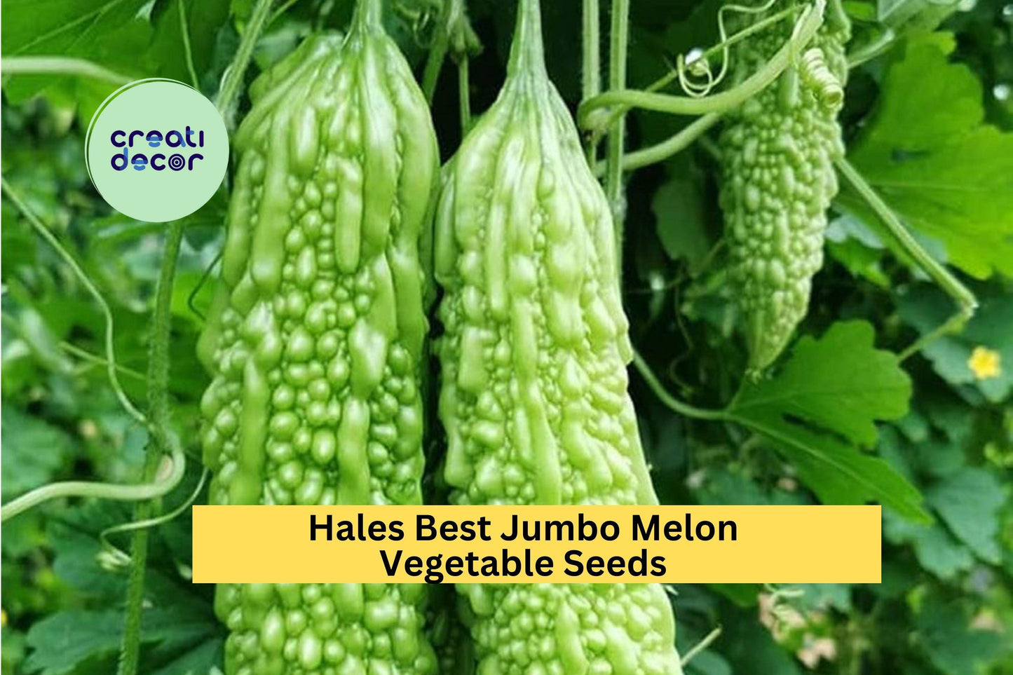3pcs of 5 Seeds Bitter Melon Dark Jade Hybrid – High-Yield Green Gourd for Tropical and Warm-Climate Gardens Seeds for Planting