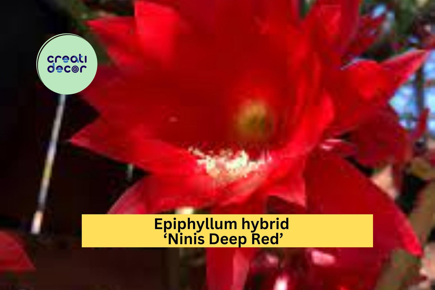Epiphyllum Hybrid ‘Ninis Deep Red’ | Fully Rooted Starter Plant | Orchid Cactus with Stunning Red Blooms for Home or Garden