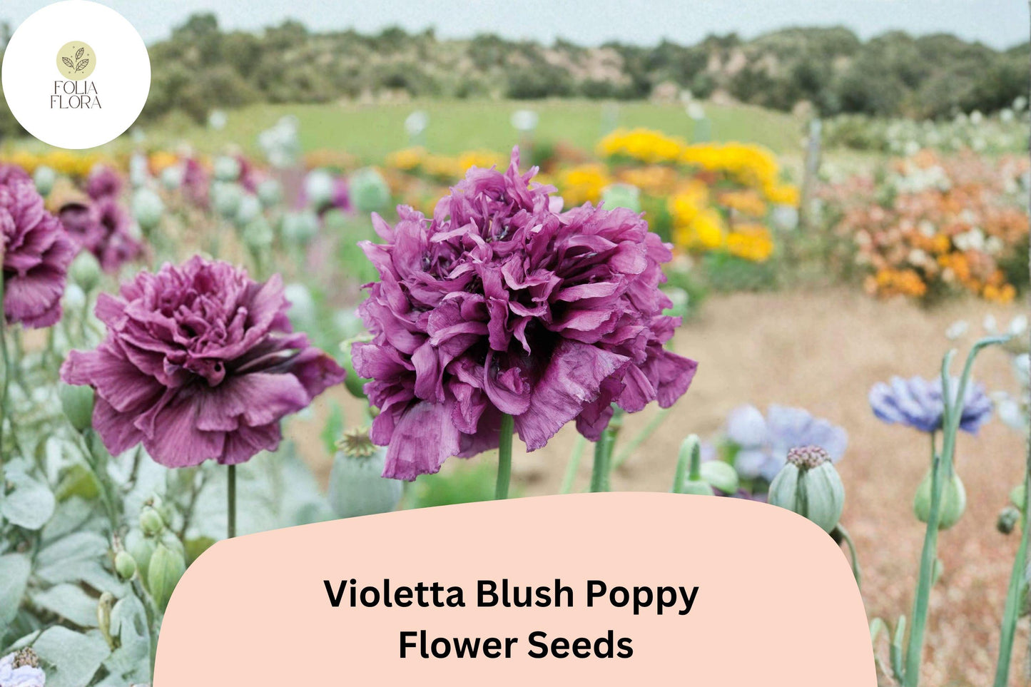 200+ Violetta Blush Poppy Seeds for Garden Planting – Soft Lavender-Pink Blooms, Easy to Grow Annual Wildflower