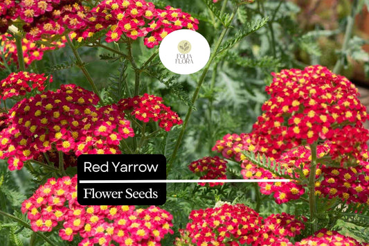 1000 Seeds Red Yarrow – Achillea millefolium, Hardy Perennial Wildflower