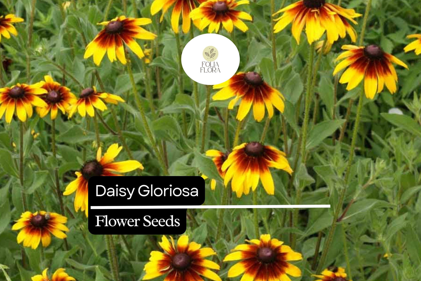 10.000 Seeds Daisy Gloriosa, Rudbeckia Hirta, Bright Yellow-Orange Perennial Wildflowers