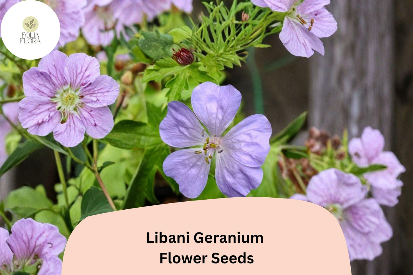 25+ Libani Geranium Seeds for Garden Planting – Purple Flowers, Hardy Perennial