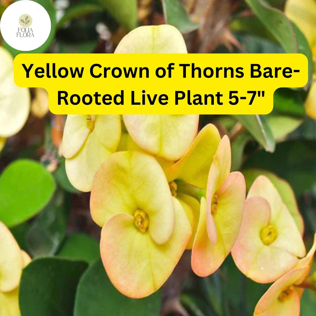 1 Euphorbia milii - Yellow Crown of Thorns Bare-Rooted Live Plant 5-7" - Big Flowers, Drought-Tolerant