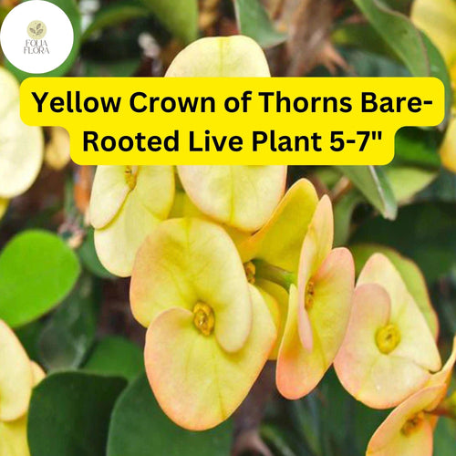 1 Euphorbia milii - Yellow Crown of Thorns Bare-Rooted Live Plant 5-7" - Big Flowers, Drought-Tolerant
