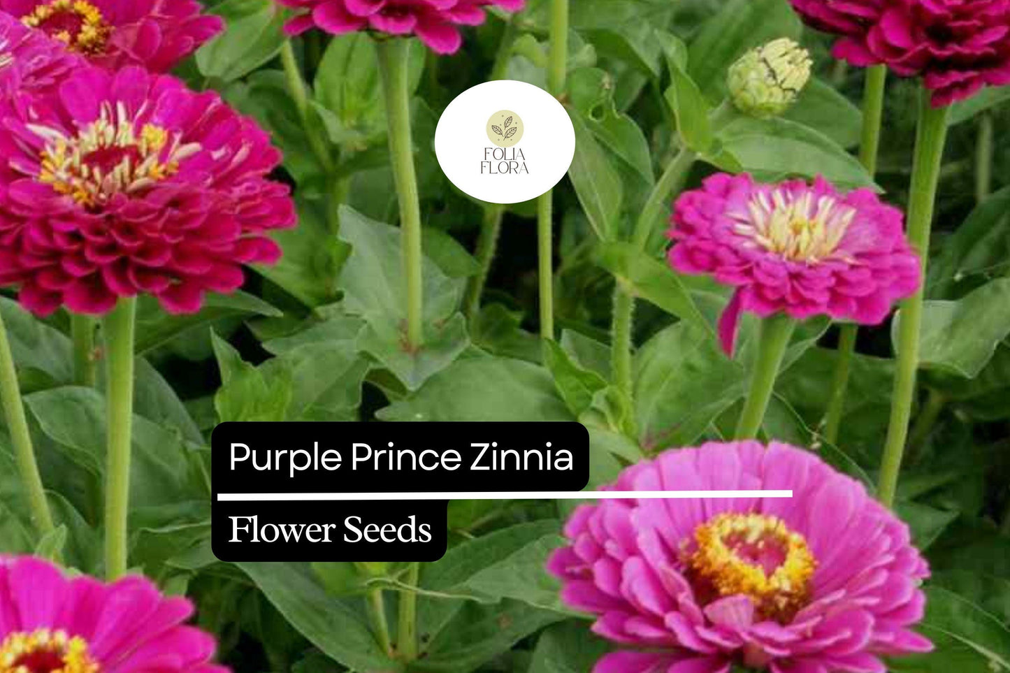 Purple Prince Zinnia (Zinnia elegans) – Royal Purple Blooms for Gardens