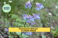 3pcs of 100mg Penstemon wilcoxii Seeds – Wilcox's Penstemon for Native Pollinator Gardens and Dry Rocky Soils Seeds for Planting
