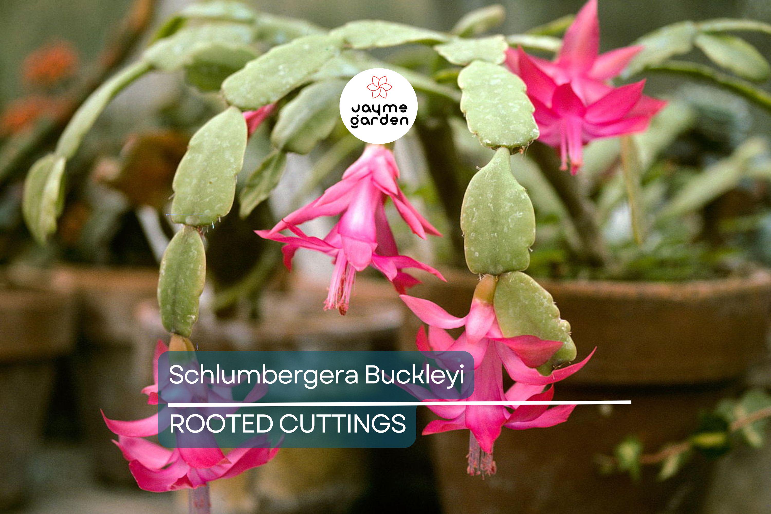 Schlumbergera Buckleyi Original Christmas Cactus, 3 Rooted Cuttings, Repeat Bloomer, No Soil or Pots, Easy Care Indoor Plant