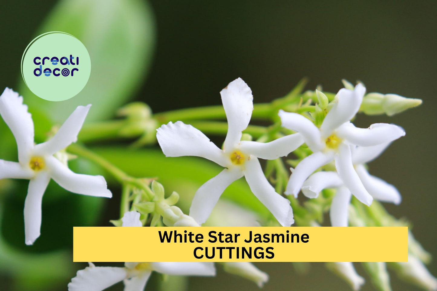5 White Star Jasmine Cuttings – Fragrant Flowering Vine Starter for Garden, Fence or Pot – Easy to Root & Grow – USA