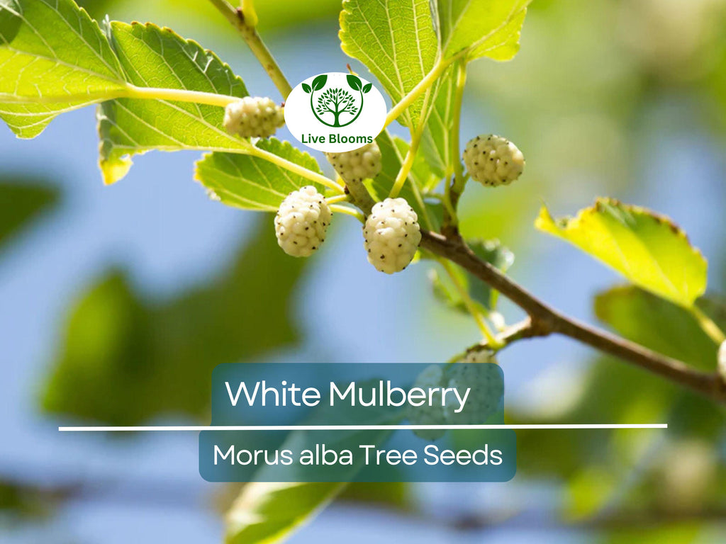 50 White Mulberry Tree Seeds (Morus alba) - Sweet Edible Fruit, Grow Your Own Mulberry Tree, for Gardens, Healthy Snack, Fast Growing