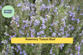 Organic Rosemary ‘Tuscan Blue’ Live Starter Plant – Aromatic Culinary Herb, Evergreen Shrub for Pots or Garden, Hardy Zones 8–11