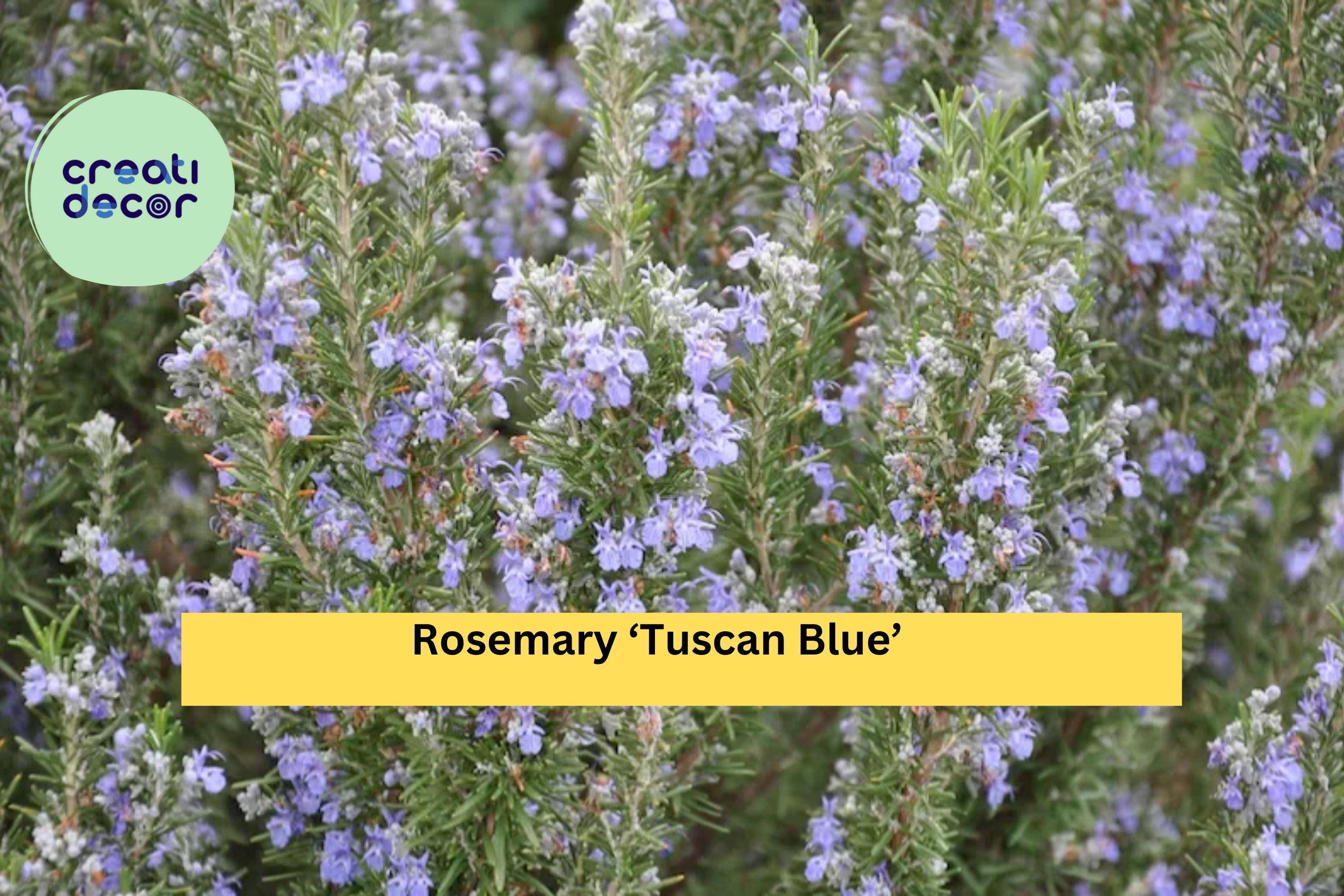 Organic Rosemary ‘Tuscan Blue’ Live Starter Plant – Aromatic Culinary Herb, Evergreen Shrub for Pots or Garden, Hardy Zones 8–11