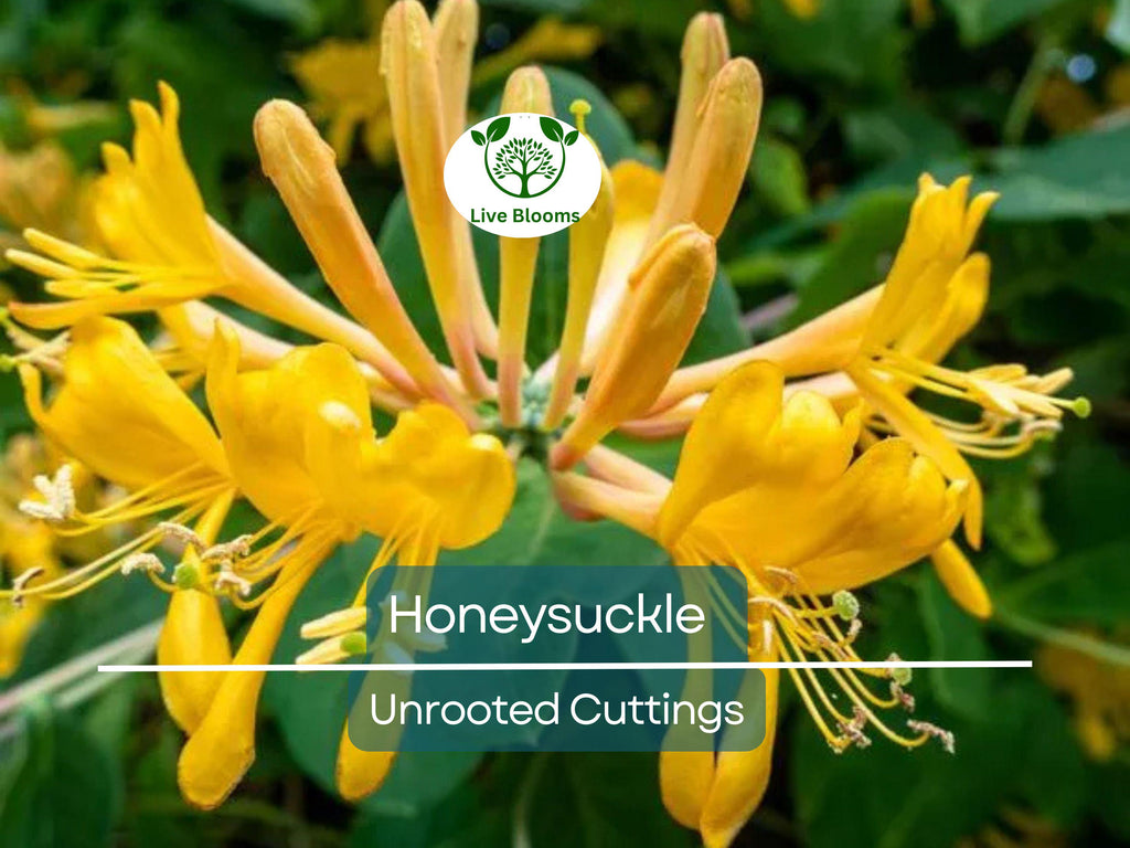 6 Honeysuckle Plant Unrooted Cuttings - 6-8" Long - Lonicera, Sweet-Scented Flowering Vine, Easy to Grow, Fast-Growing Shrub