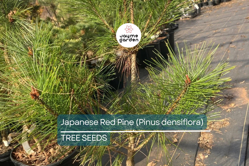 10 Japanese Red Pine Tree Seeds (Pinus densiflora) – Evergreen Bonsai or Landscape, 30-50' Tall