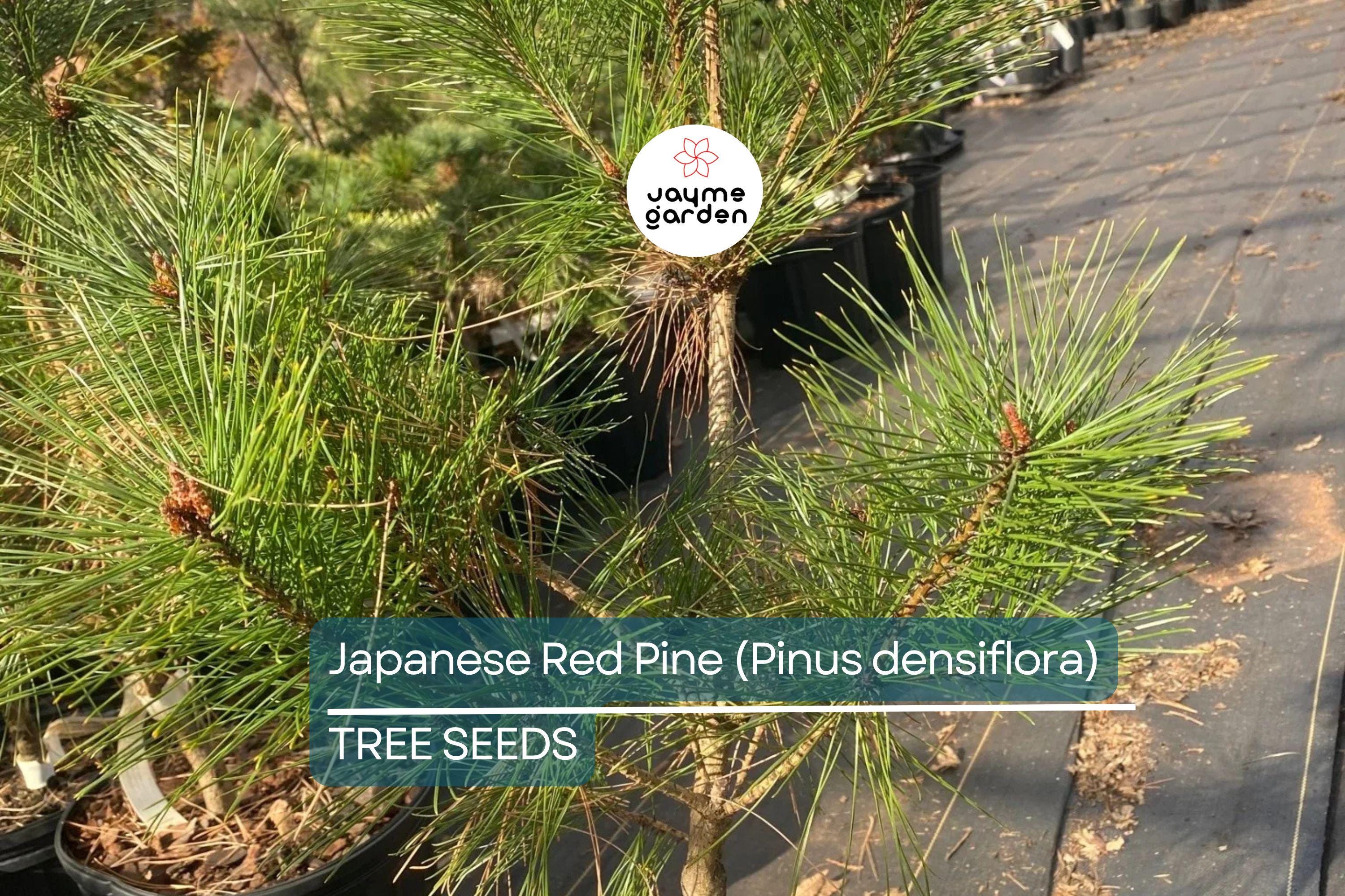 10 Japanese Red Pine Tree Seeds (Pinus densiflora) – Evergreen Bonsai or Landscape, 30-50' Tall