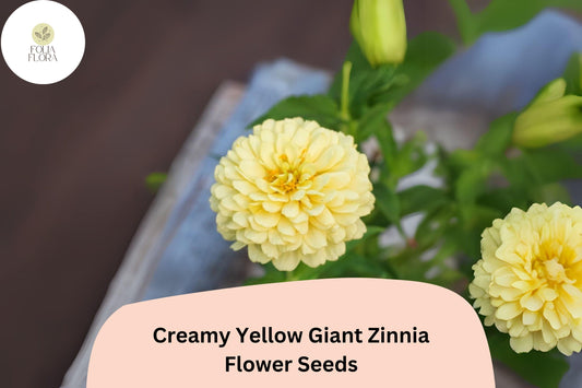 100+ Creamy Yellow Giant Zinnia Seeds – Tall Soft Yellow Blooms for Summer Gardens & Cut Flowers