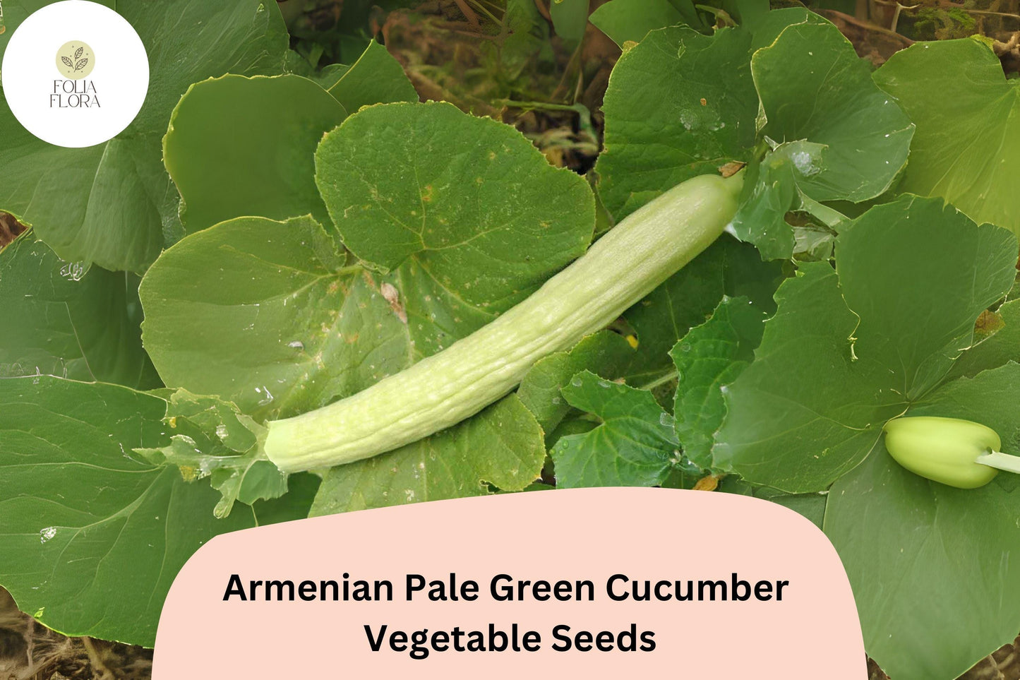 25+ Armenian Pale Green Cucumber Seeds | Snake Melon | Sweet Crisp Long Cucumbers | Garden Heirloom Vegetable Seeds
