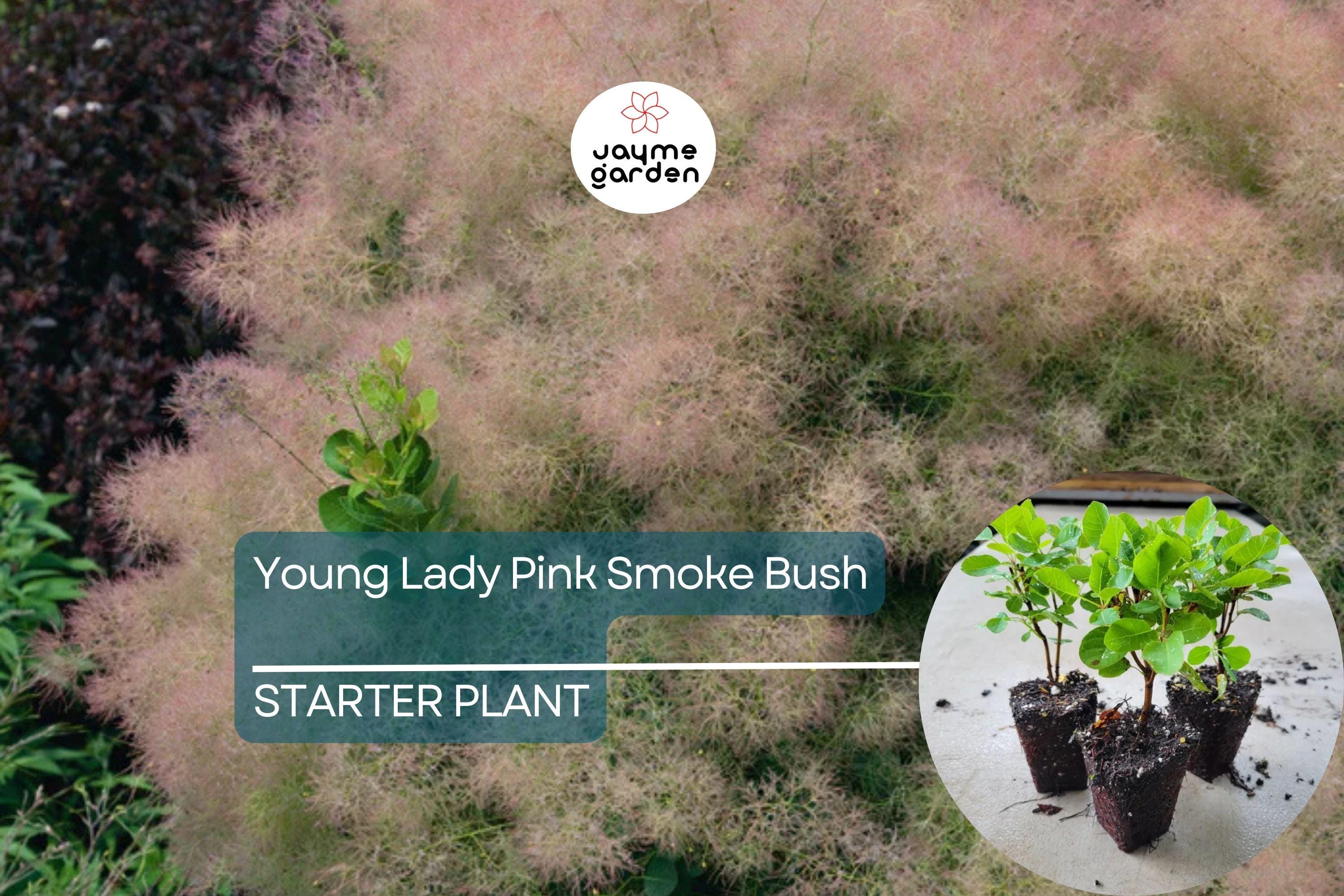 1 Young Lady Pink Smoke Bush | Compact Cotinus Starter Plant | Smoky Pink Blooms