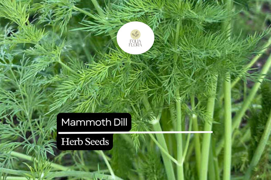 500 Seeds Mammoth Dill (Anethum graveolens) – Aromatic Herb for Culinary Use and Pollinator Gardens