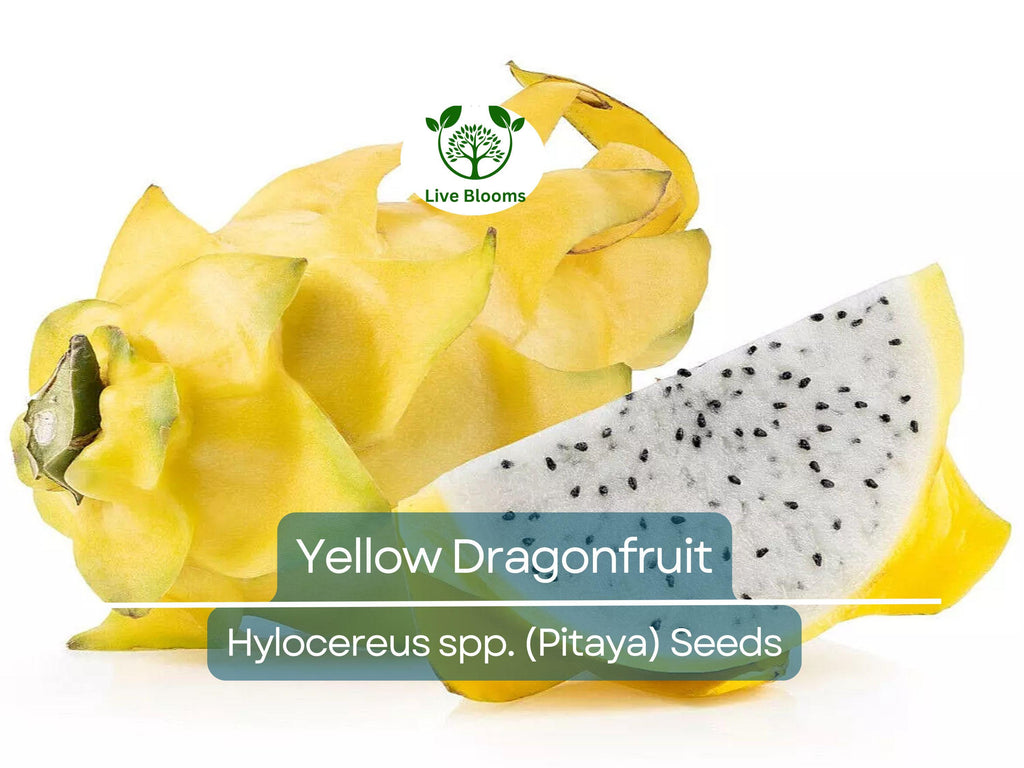 10 Yellow Dragonfruit Seeds | Pitaya Hylocereus Cactus, Sweet & Exotic Fruit, Easy to Grow, Tropical Pitaya Tree