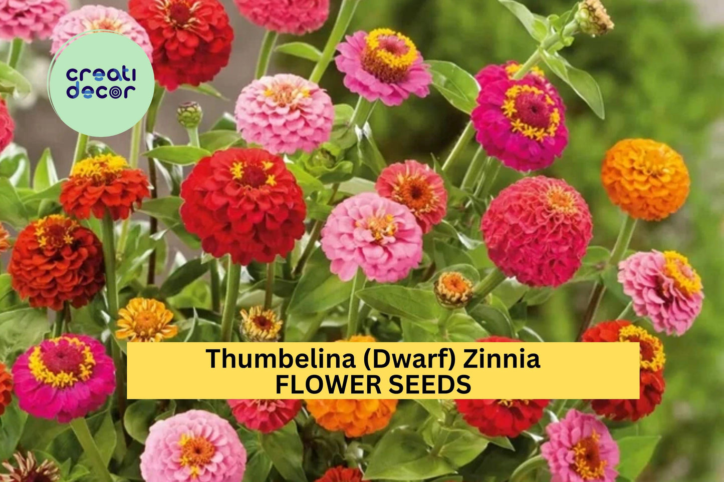 100+ Thumbelina Zinnia Seeds – Dwarf Colorful Blooms for Garden Planting, Compact Annuals for Edging, Pots & Small Spaces – USA