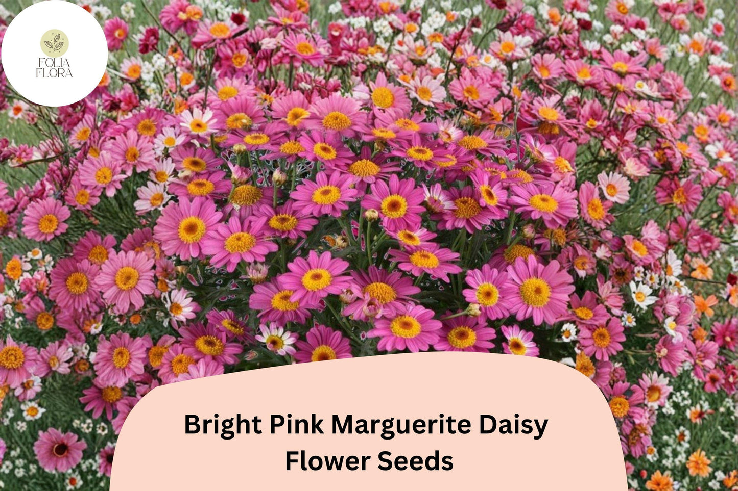 200+ Bright Pink Marguerite Daisy Seeds | Argyranthemum frutescens | Cheerful Pink Garden Flowers for Borders & Pots