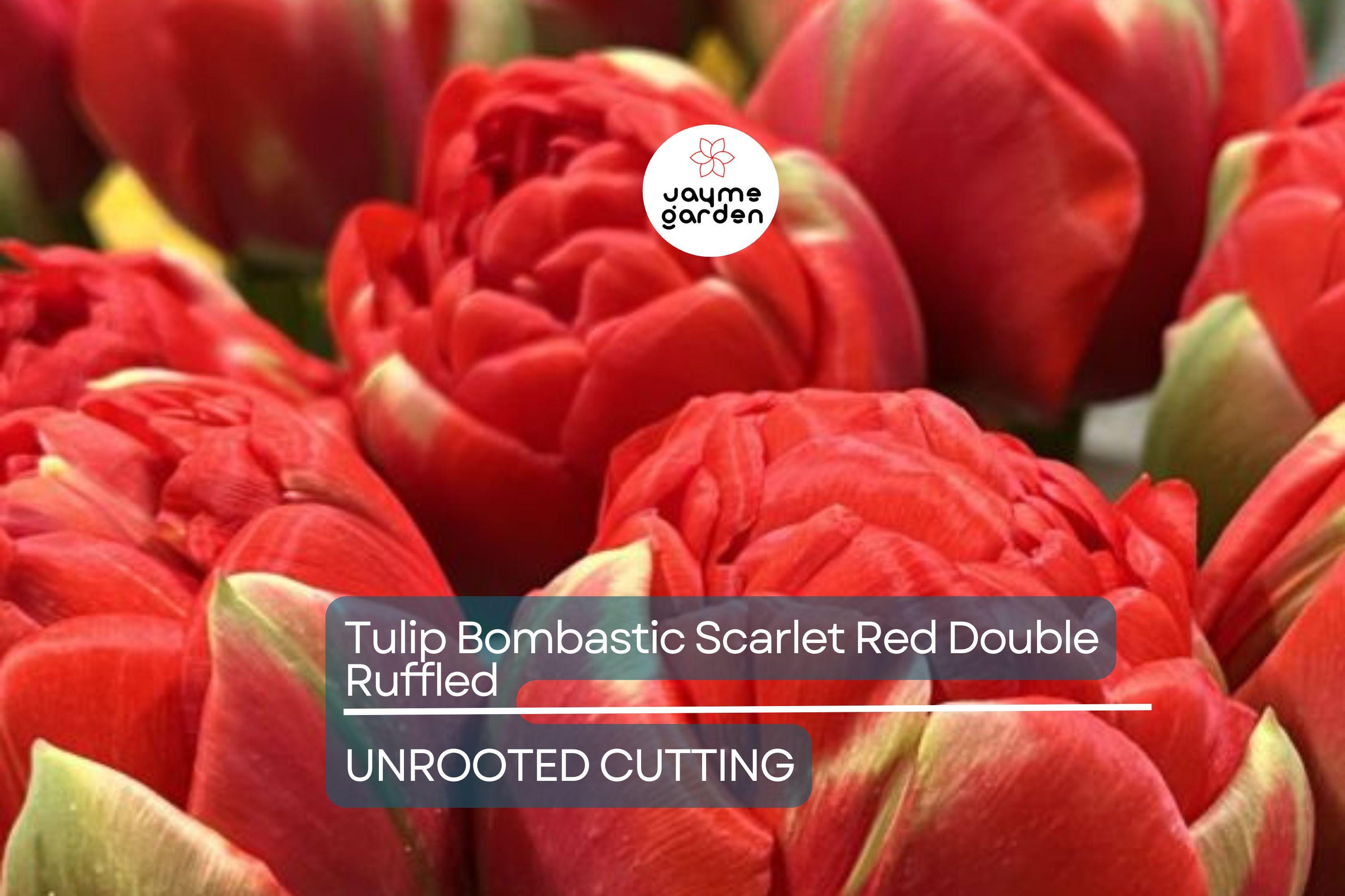 Tulip Bombastic Scarlet Red Double Ruffled – 8” Blooms, 10 Flower Bulbs, Peony-Like, Late Spring