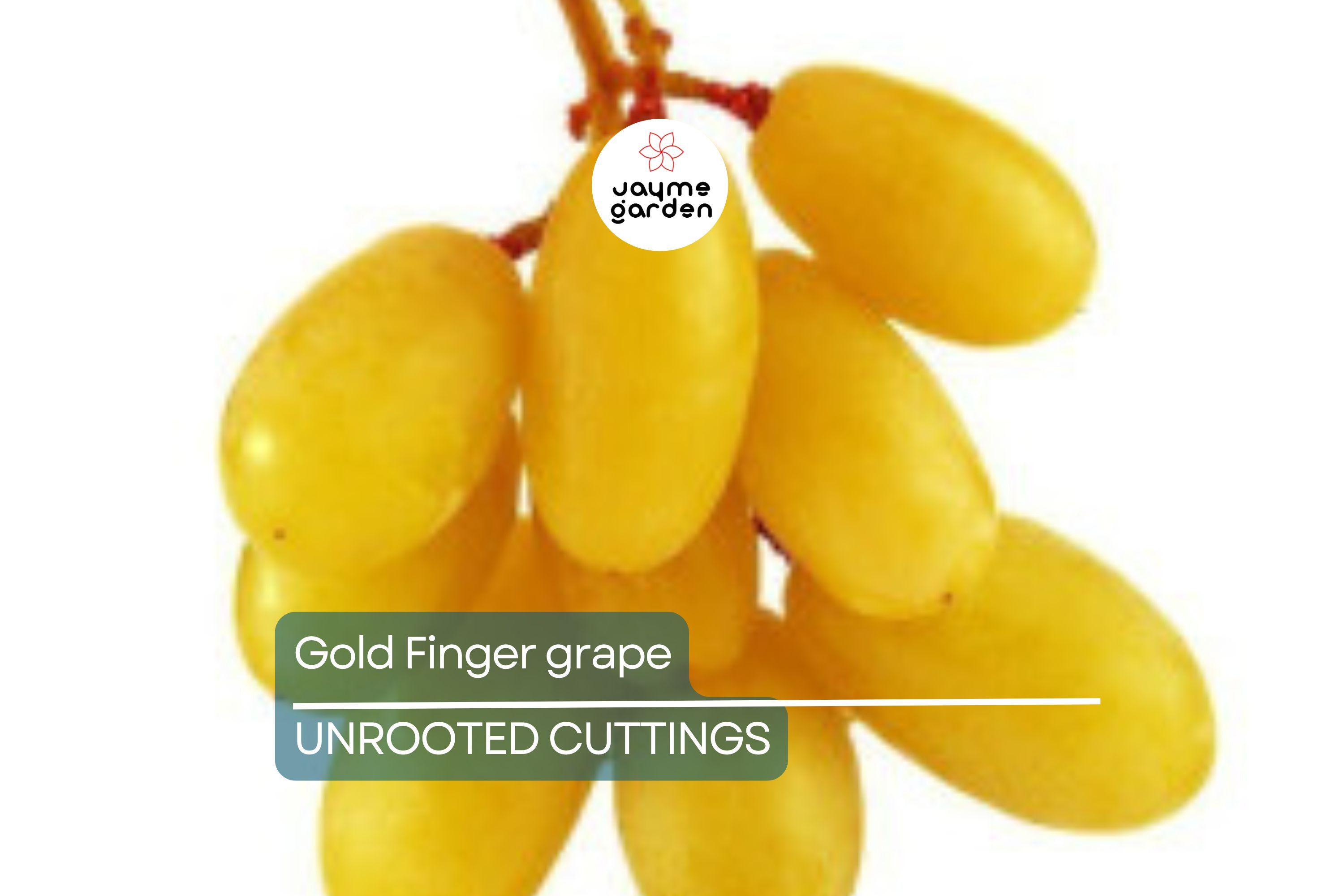 Gold Finger Grape Cuttings (2-3 Nodes) - Rare Exotic Variety, Sweet Honey Flavor, Easy to Root or Graft, Large Golden Table Grapes
