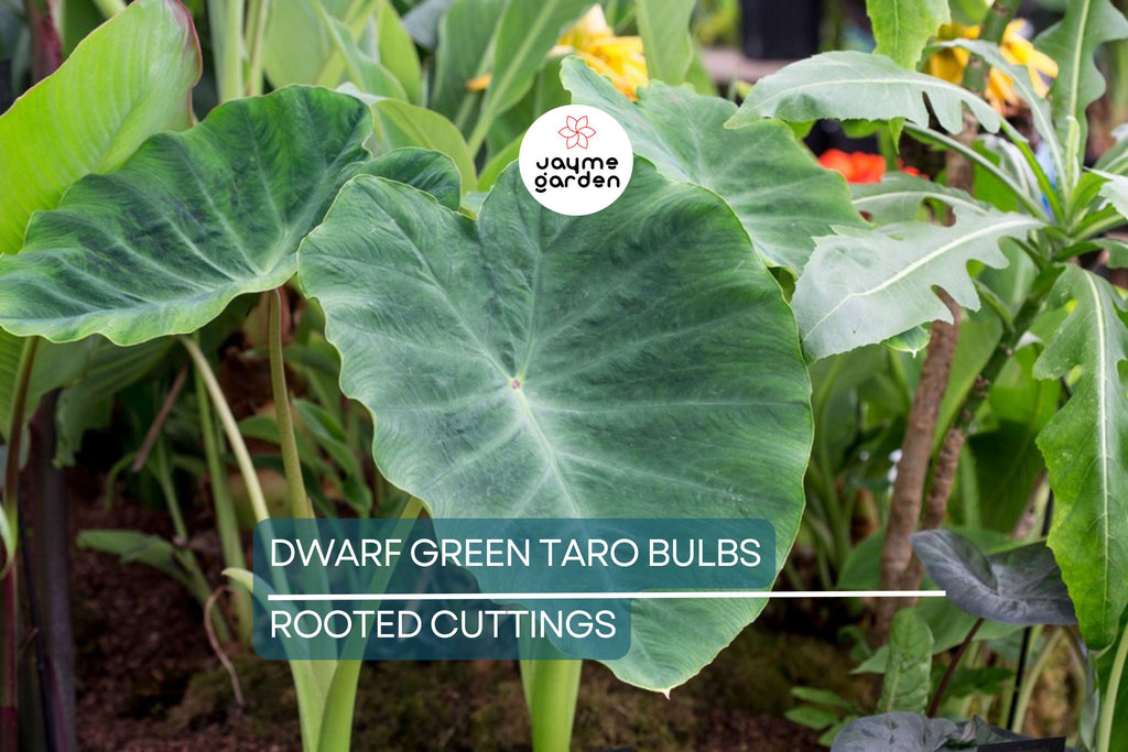10 Dwarf Green Taro Bulbs - Colocasia Esculenta - Koi Pond, Bog, Tropical Plant - Edible, Fast-Growing, Zone 8+