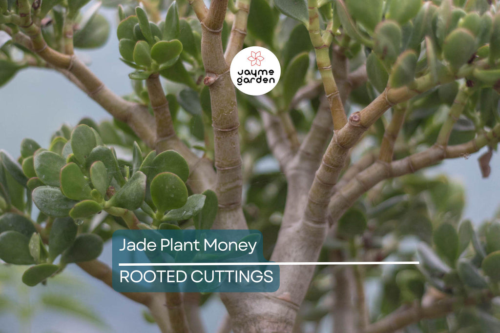 2 Rooted Jade Plants – Money Plant – Live Succulent Crassula Argentea – Easy to Grow – No Pot – Ready to Plant