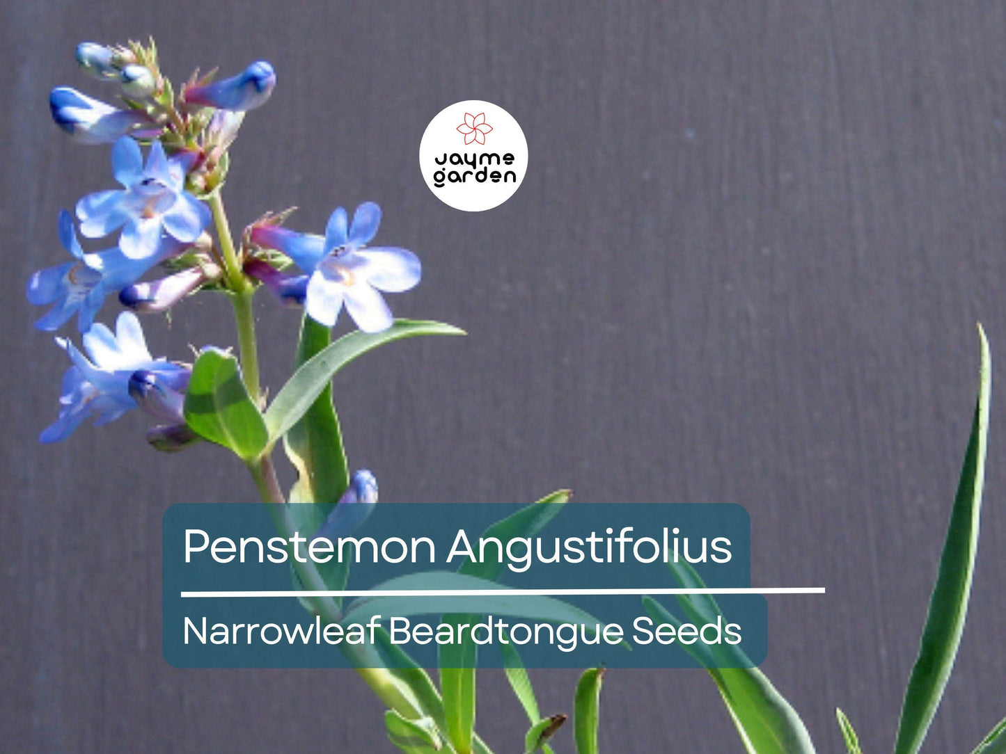 50 Seeds Penstemon Angustifolius | Narrowleaf Beardtongue Seeds for Planting | Native Perennial | Blue Wildflower | Pollinator Friendly