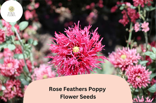 200+ Rose Feathers Poppy Seeds for Garden Planting – Soft Pink Feathery Blooms, Easy to Grow Perennial Wildflower