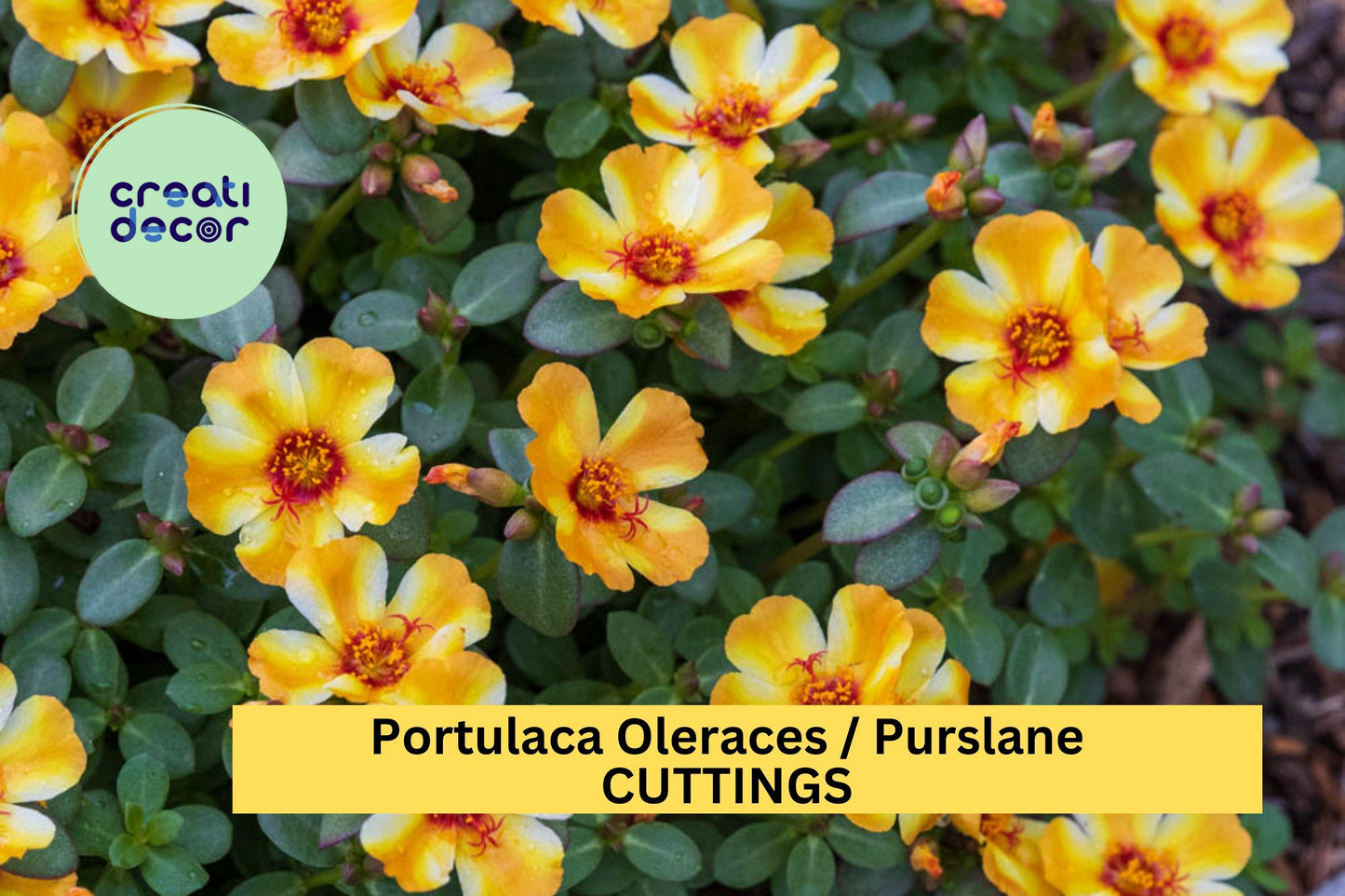 5 Mango Twist Purslane Cuttings | Portulaca Oleracea Succulent Ground Cover | Fast-Growing Decorative Plant | US Seller