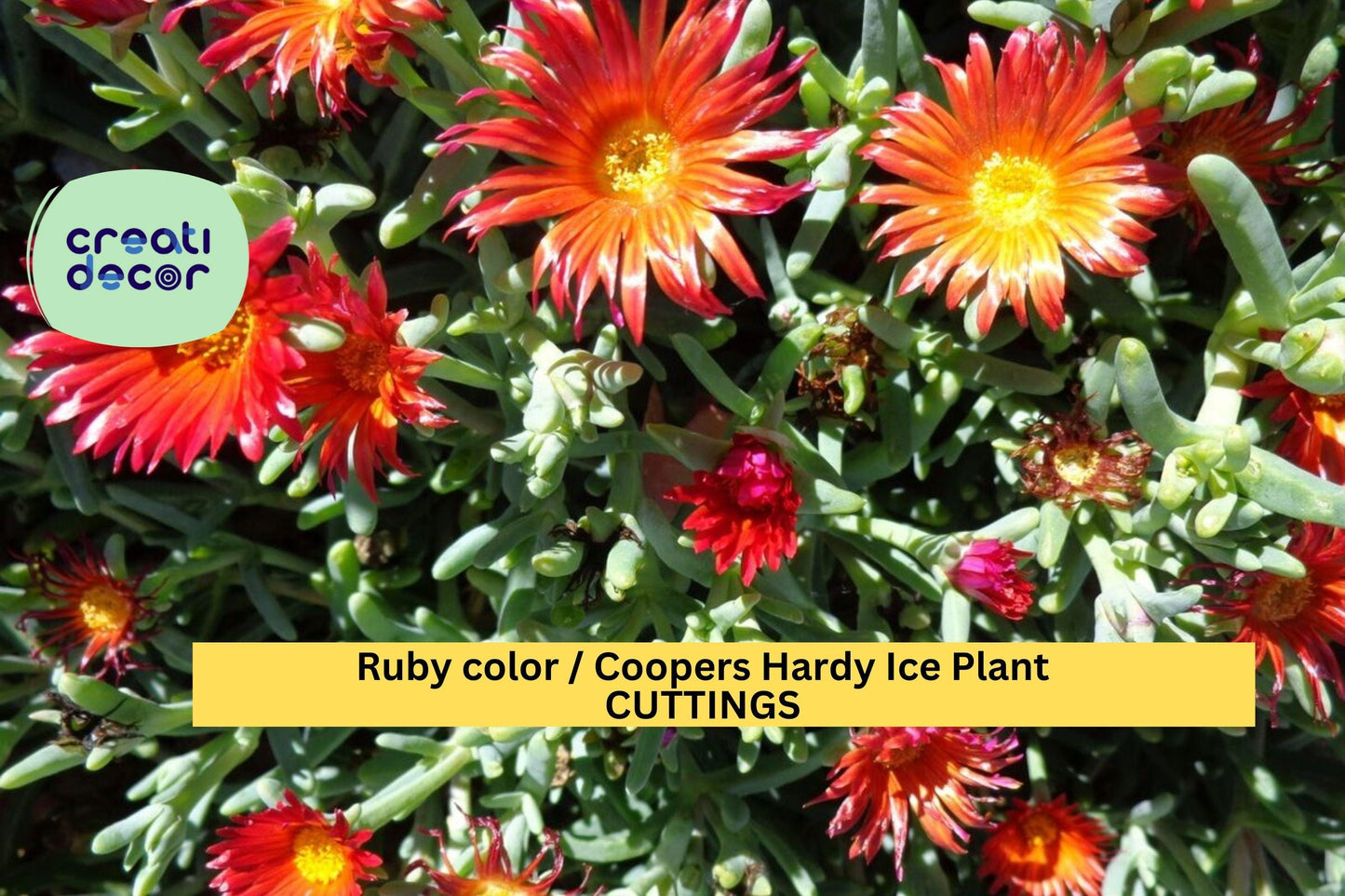 10 Ruby Ice Plant Cuttings – 6" Fresh Delosperma cooperi Stems | Hardy Ground Cover for Sunny Slopes, Rock Gardens, or Borders