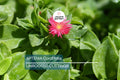 10 Aptenia Cordifolia 'Red Apple' Cuttings (4-7") | Baby Sun Rose Succulent | Red/Pink Blooms for Easy Indoor & Outdoor Growth
