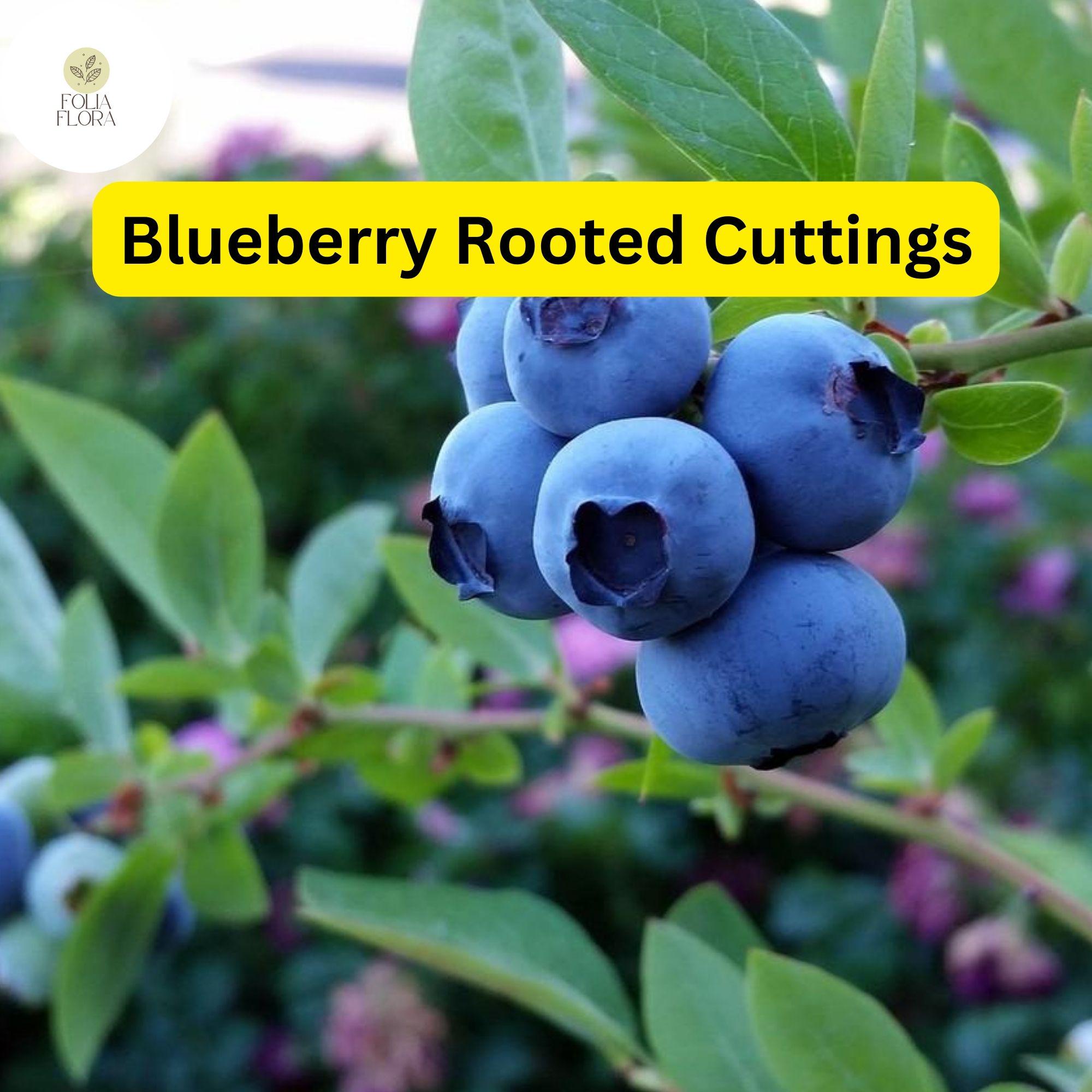 1 Blueberry Plant, Rooted Cutting, Live Bare Root Starter, Easy to Grow Fruit Bush